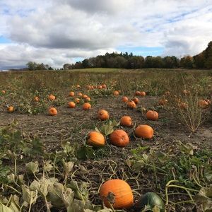 Meet your Posher, Nazma